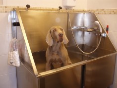 Laundro-Mutt Dog Grooming Burntwood